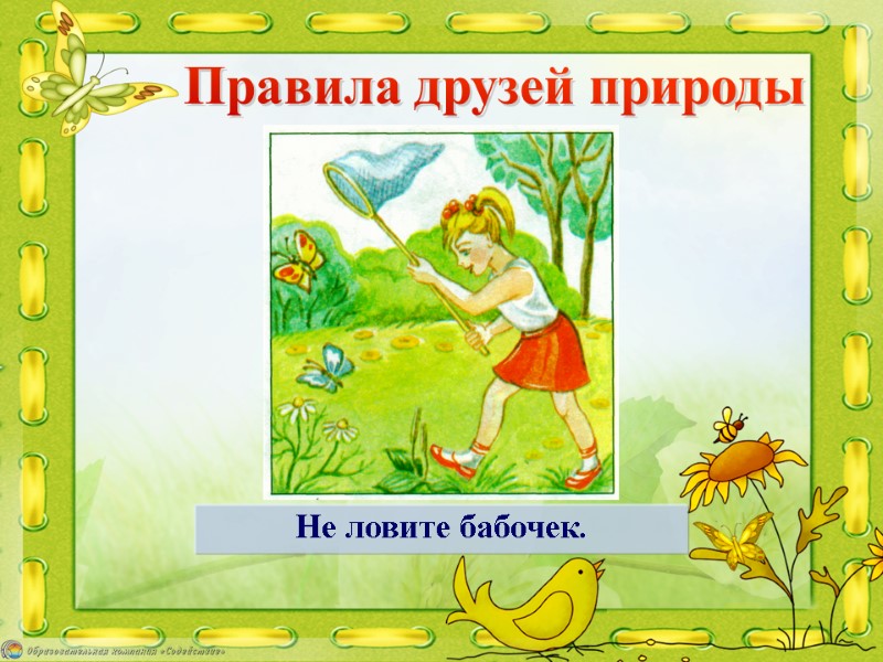 Не ловите бабочек. Правила друзей природы